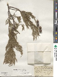 Juniperus flaccida image