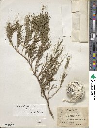 Juniperus flaccida image