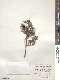 Juniperus flaccida image