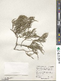 Juniperus flaccida image