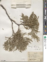 Juniperus flaccida image