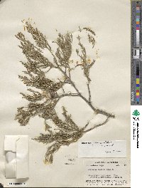 Juniperus flaccida image