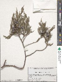 Juniperus flaccida image