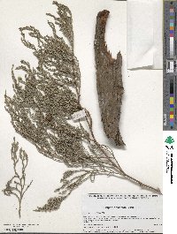 Juniperus flaccida image