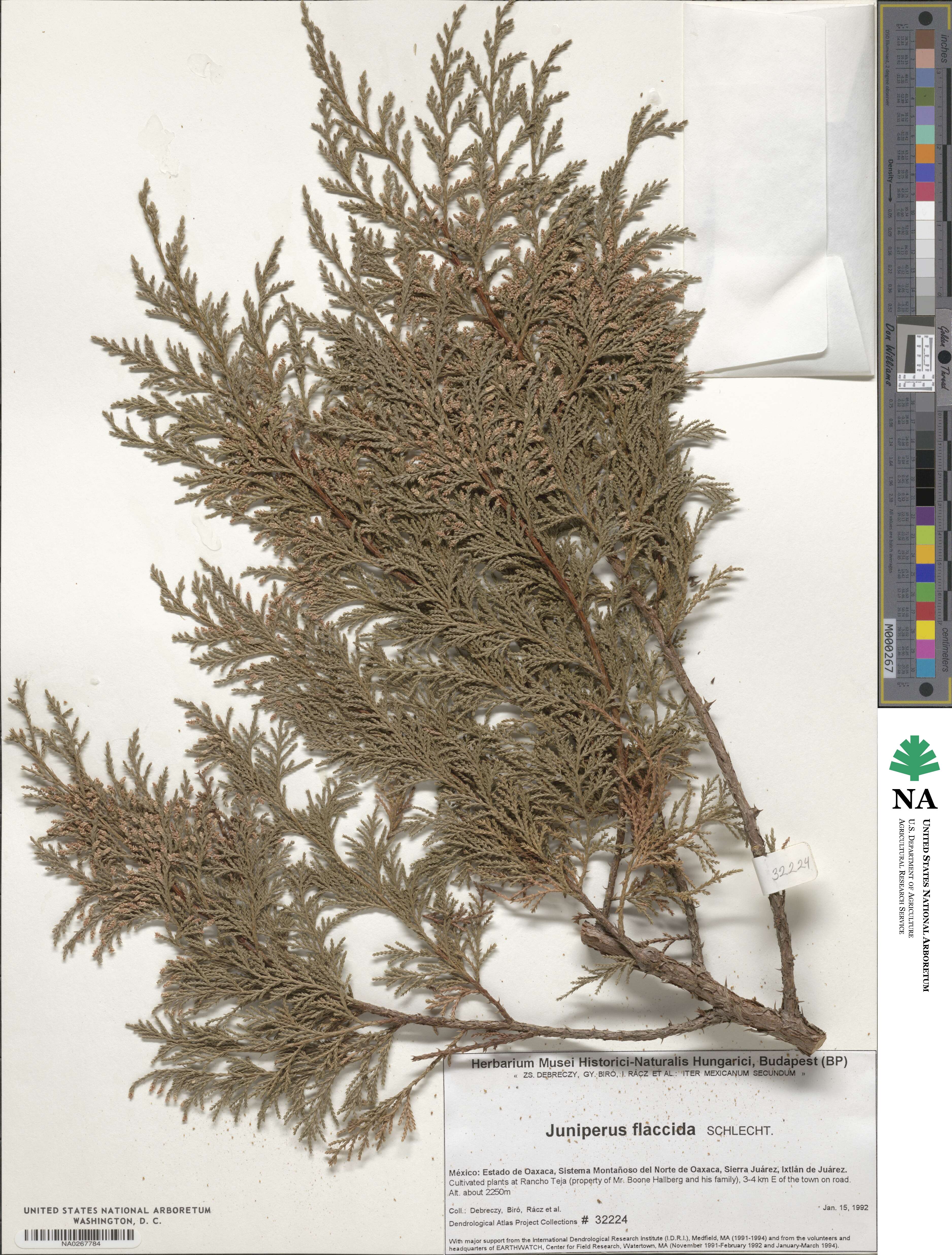 Juniperus flaccida image