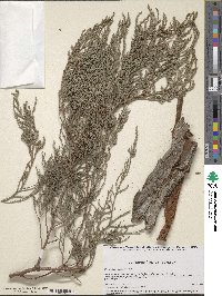 Juniperus flaccida image