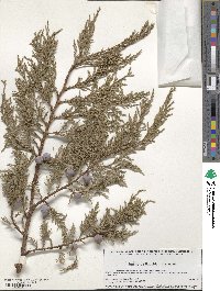 Juniperus flaccida image