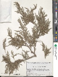 Juniperus flaccida image