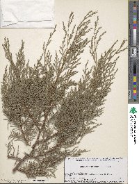 Juniperus flaccida image