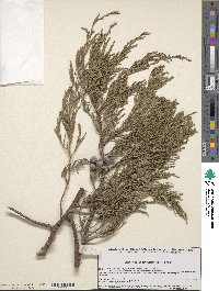 Juniperus flaccida image