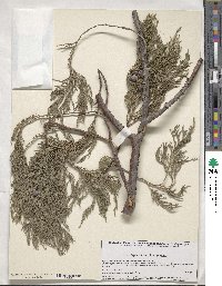 Juniperus flaccida image