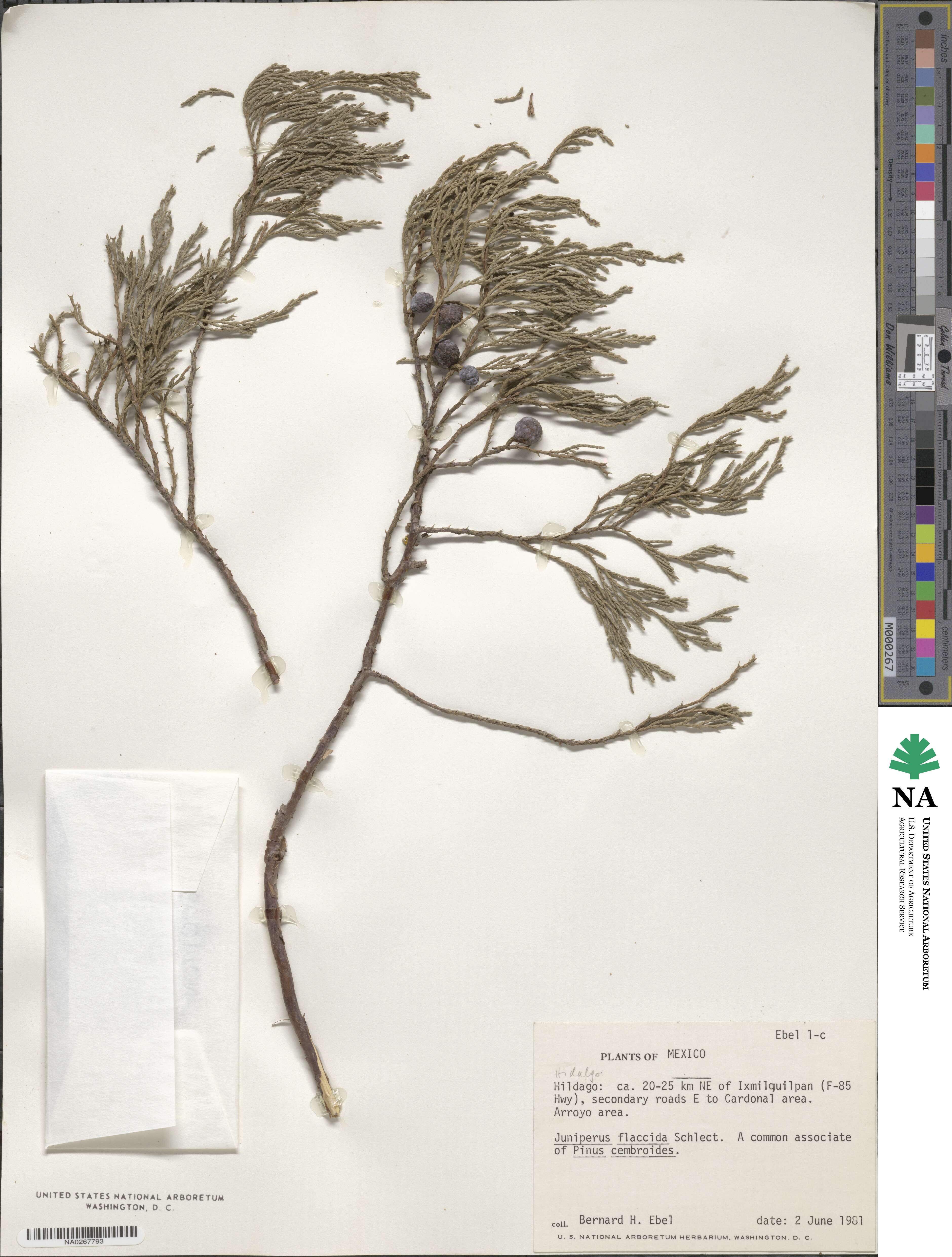 Juniperus flaccida image