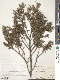 Juniperus flaccida image