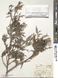 Juniperus flaccida image