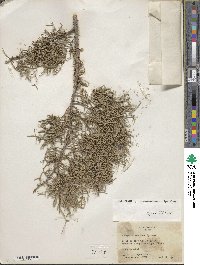 Juniperus monosperma image