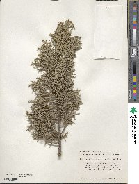 Juniperus monosperma image