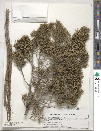 Juniperus monosperma image