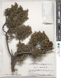 Juniperus monticola image