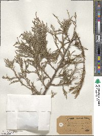 Juniperus monticola image