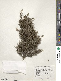 Juniperus monticola image