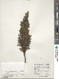 Juniperus monticola image