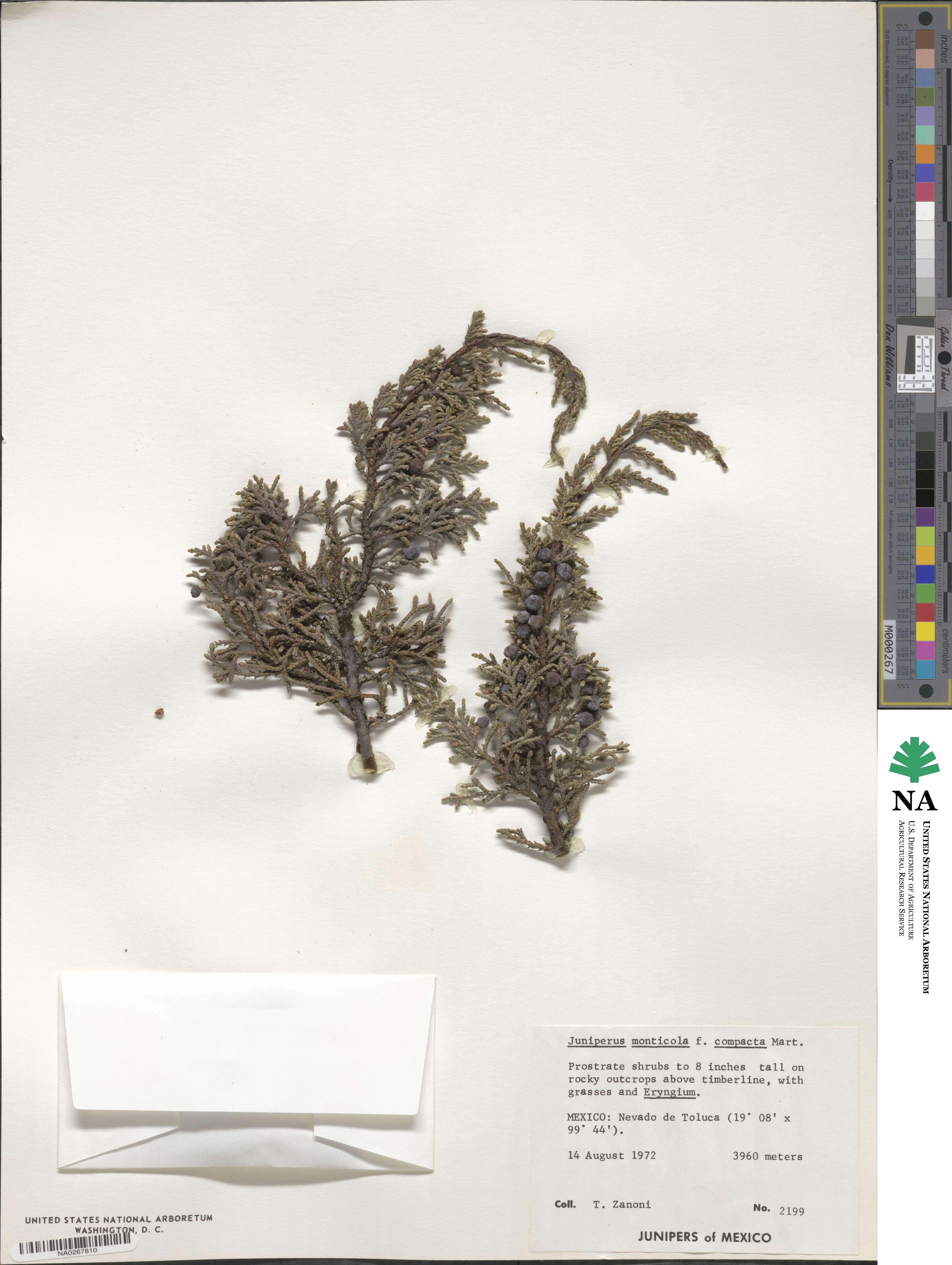 Juniperus monticola image