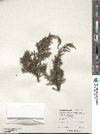 Juniperus monticola f. compacta image