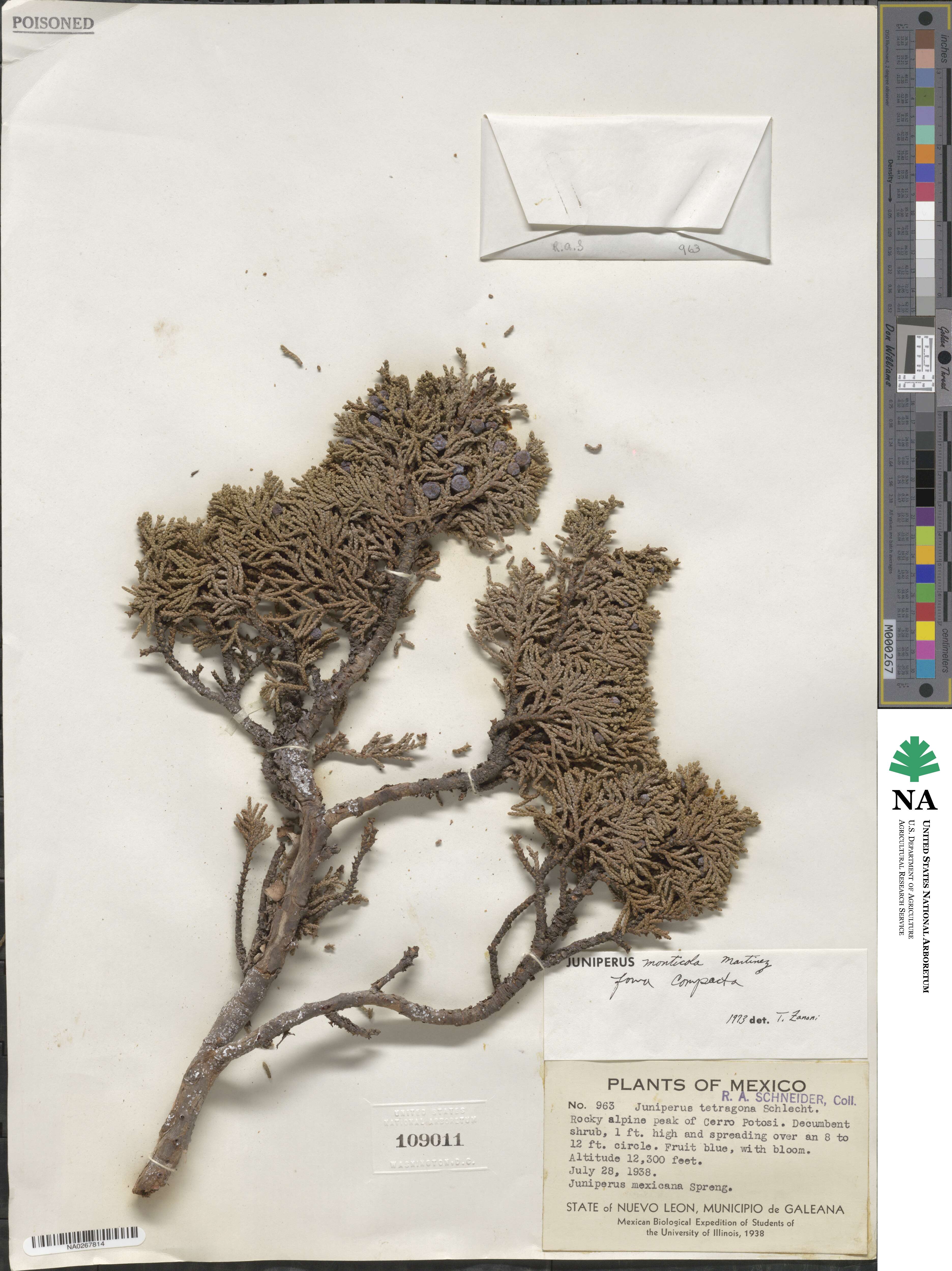 Juniperus monticola f. compacta image