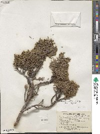 Juniperus monticola f. compacta image