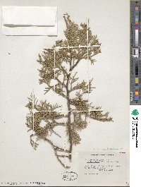 Juniperus osteosperma image