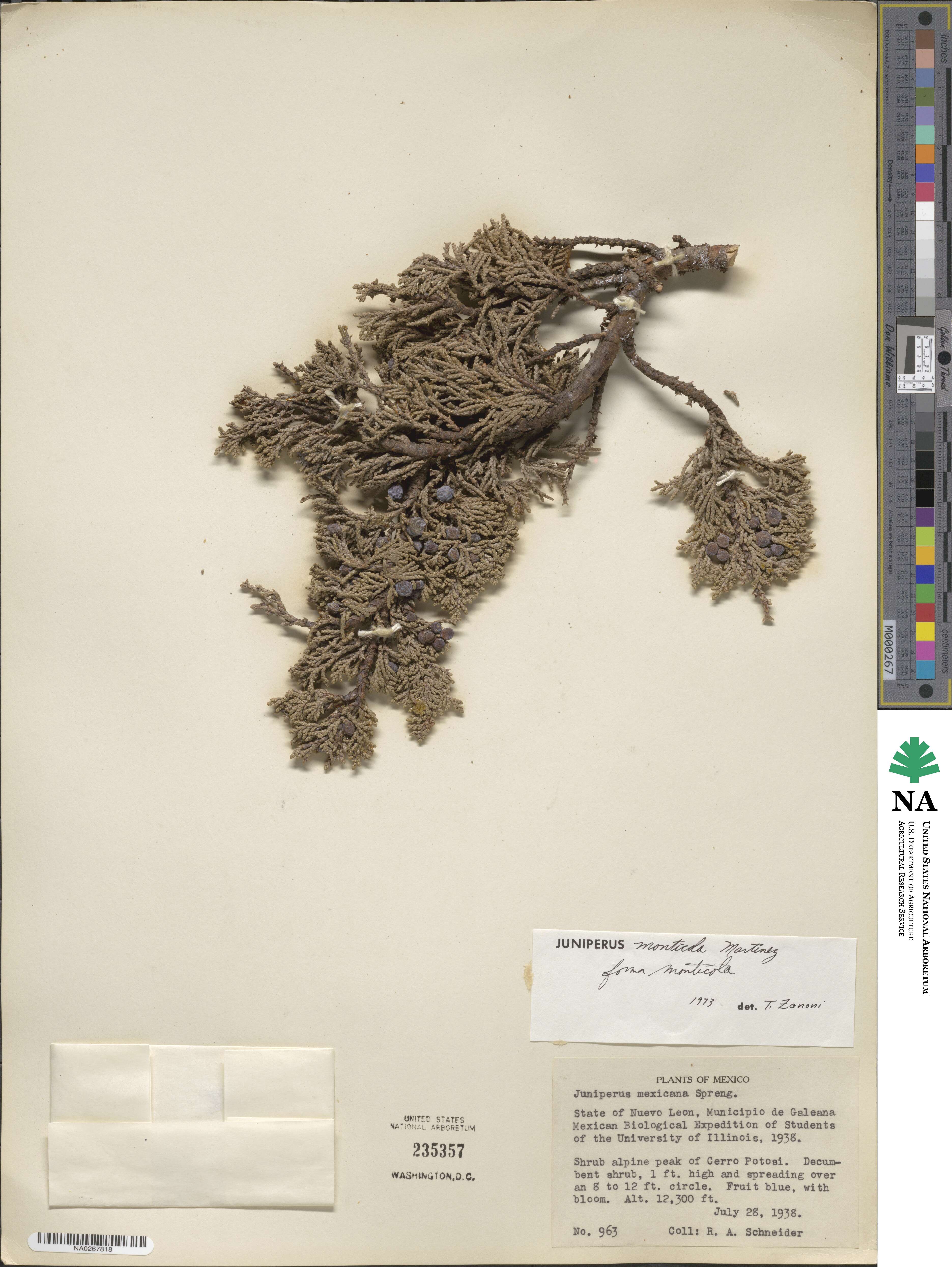 Juniperus phoenicea image