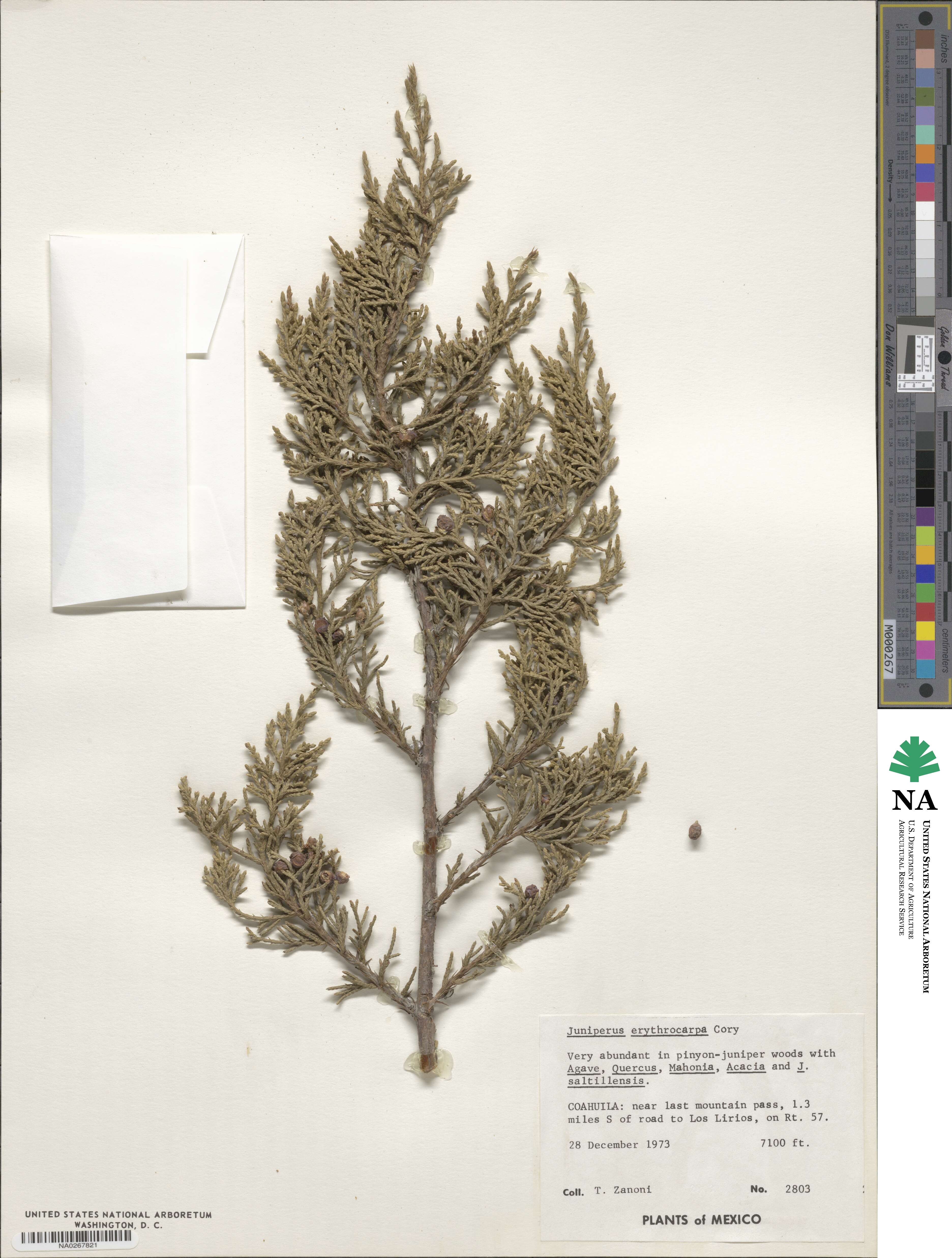 Juniperus pinchotii image
