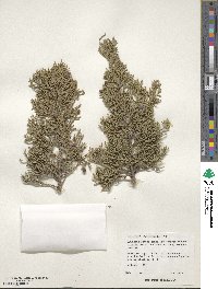 Juniperus pinchotii image