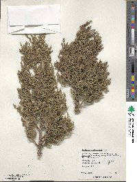 Juniperus pinchotii image