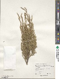 Juniperus pinchotii image