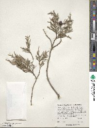 Juniperus flaccida var. poblana image