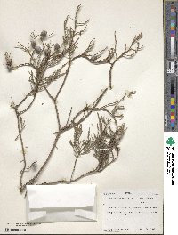 Juniperus flaccida image