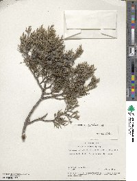 Image of Juniperus saltillensis