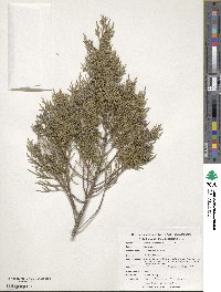 Image of Juniperus barbadensis