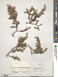 Juniperus communis image