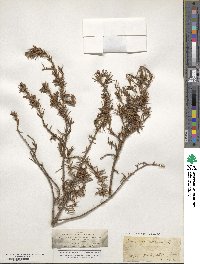 Juniperus communis image