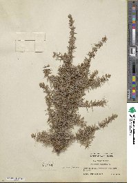 Juniperus communis image