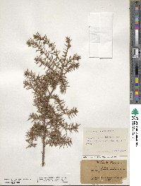 Juniperus communis image