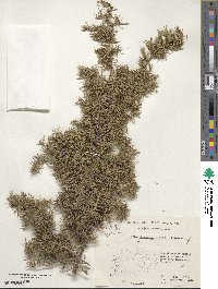 Juniperus communis image