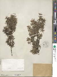 Juniperus communis image