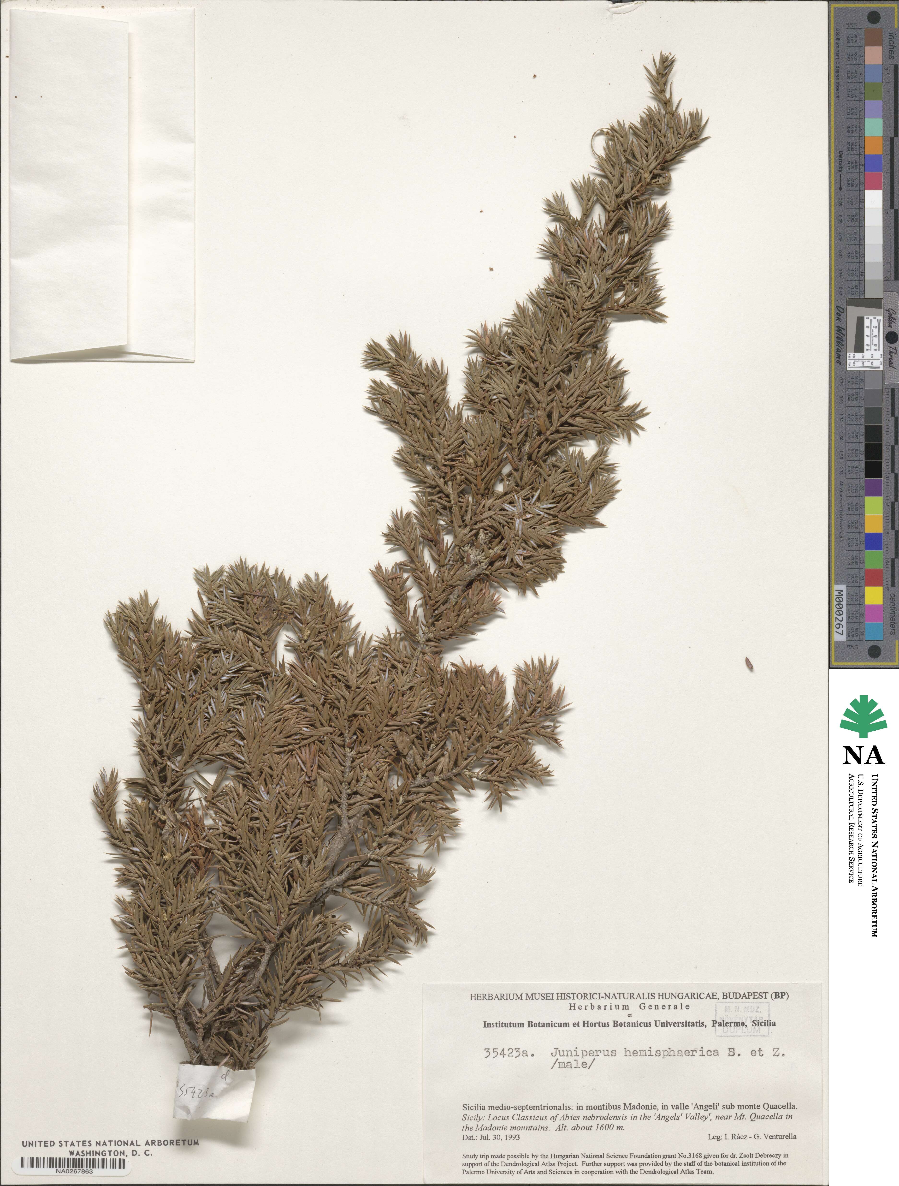 Juniperus communis var. communis image