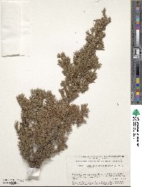 Juniperus communis image