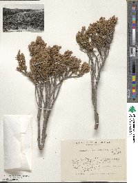 Juniperus communis var. saxatilis image