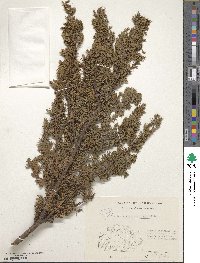 Juniperus communis var. saxatilis image