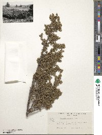 Juniperus communis var. saxatilis image